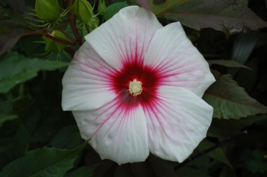 Kopper King hibiscus