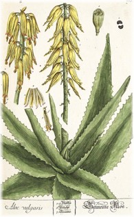 aloe vulgaris