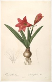 amaryllis