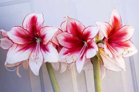 amaryllis3b.jpg