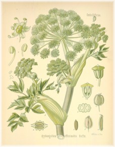 Angelica archangelica