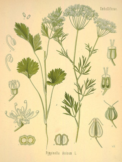 Pimpinella anisum