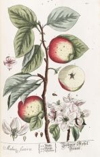 malus sativa