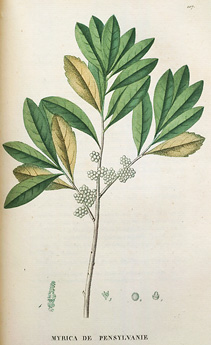 Myrica pensylvanica