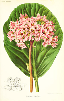 Bergenia pacumbis