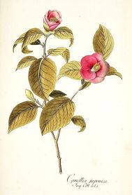 camellia japonica