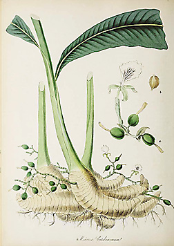 Elettaria cardamomum