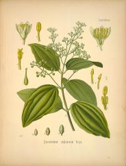 cinnamomum zeylanicum