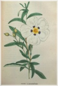 cistus