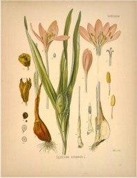 colchicum