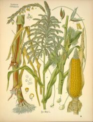 zea mays