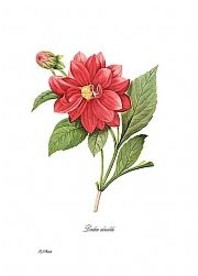 dahlia