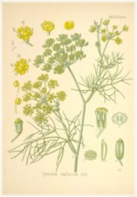 fennel