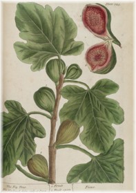 ficus carica