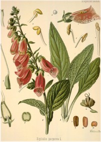 foxglove