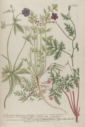 hardy geraniums