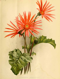 Gerbera jamesonii