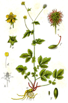 Geum urbanum