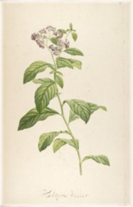 heliotrope