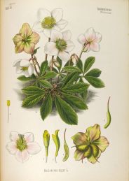 helleborus niger