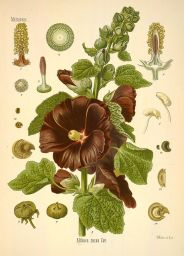 alcea rosea