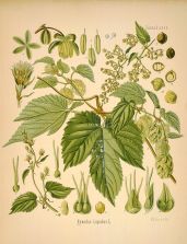 humulus lupulus