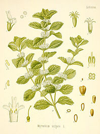 Marrubium vulgare