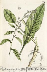 raphanus sylvestris