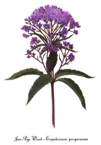 eupatorium purpureum