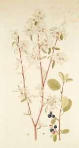 amelanchier