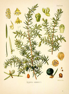 Juniperus communis