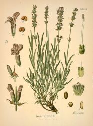 lavandula vera