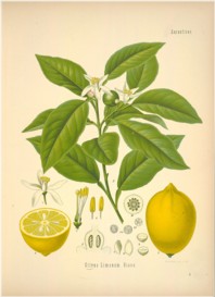 citrus limon