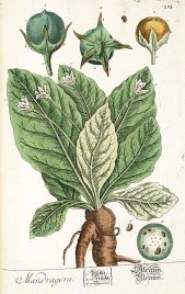 mandragora officinalis