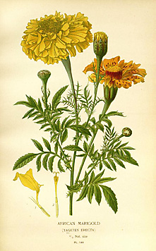 Tagetes erecta