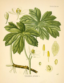 Podophyllum peltatum