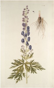 aconitum napellus