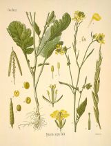 brassica nigra