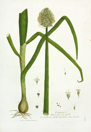 allium cepa