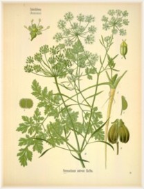 parsley