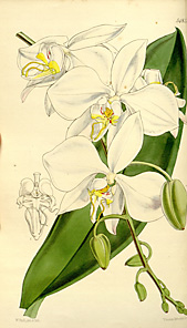 Phalaenopsis amabilis