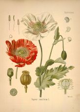 papaver somniferum