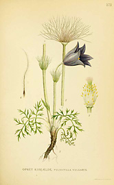 Pulsatilla vulgaris