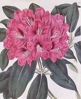 rhododendron