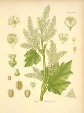 rheum officinale