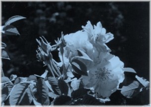 moonlit rose
