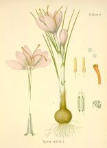 crocus sativus