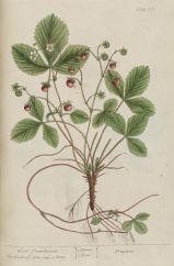 fragaria