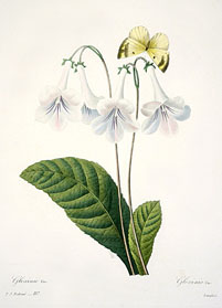 streptocarpus Rexii