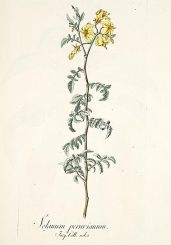 lypopersicon peruvianum